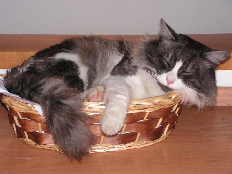 imagem de um gato malhado dormindo em um cesto